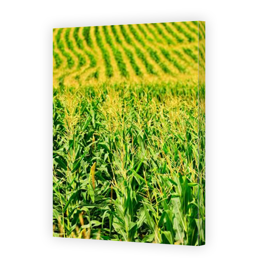 Thumbnail for Canvas - Gallery Canvas Wrap