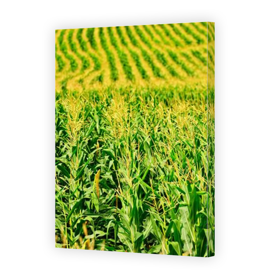 Thumbnail for Canvas - Gallery Canvas Wrap