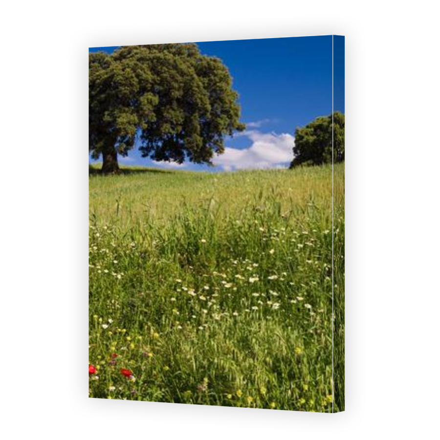 Thumbnail for Canvas - Gallery Canvas Wrap