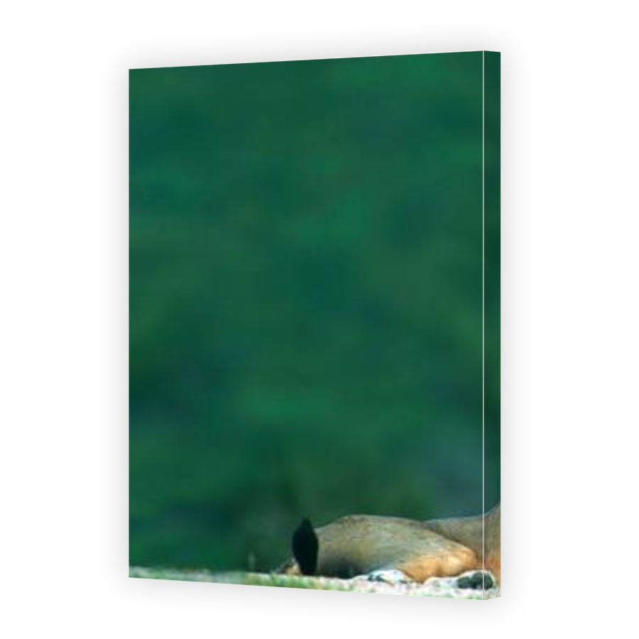 Thumbnail for Canvas - Gallery Canvas Wrap