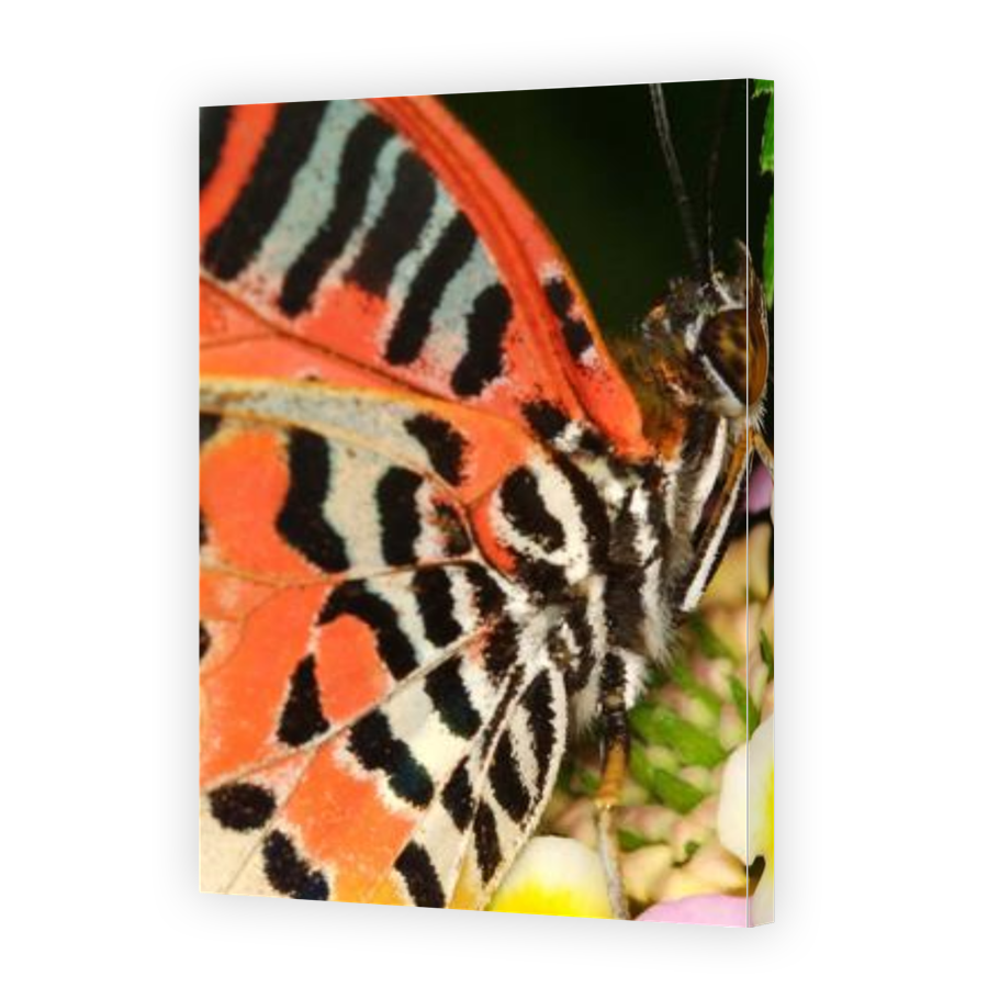 Thumbnail for Canvas - Gallery Canvas Wrap