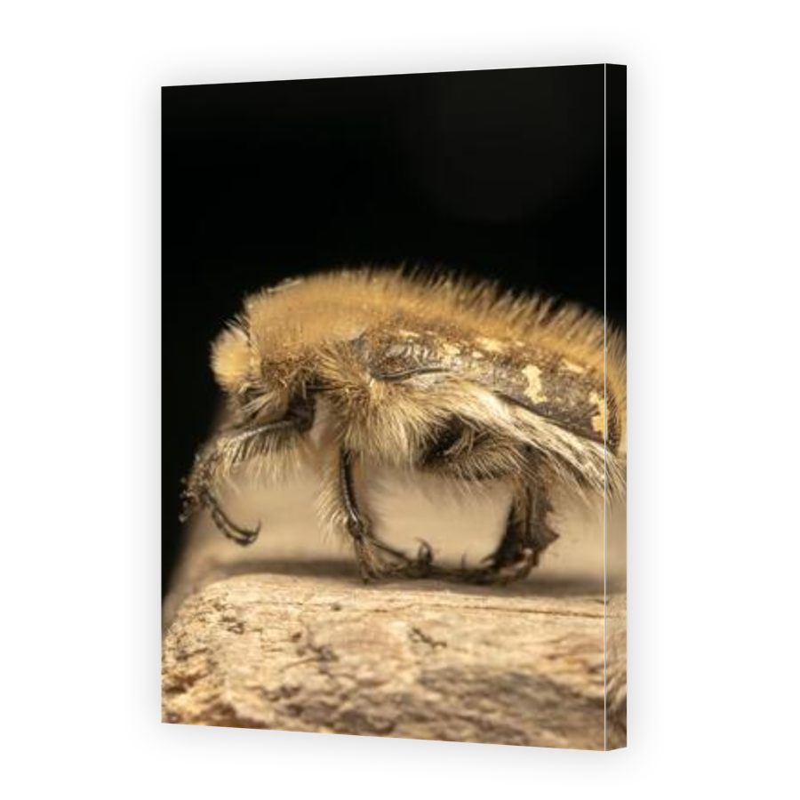 Thumbnail for Canvas - Gallery Canvas Wrap