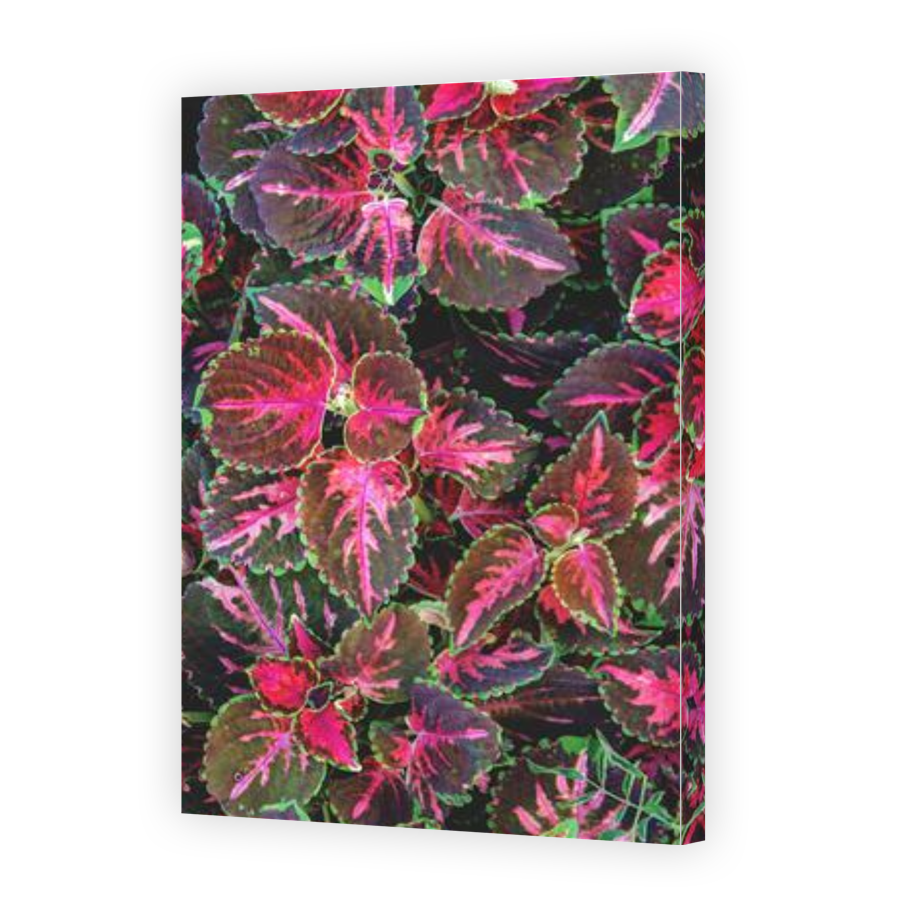 Thumbnail for Canvas - Gallery Canvas Wrap