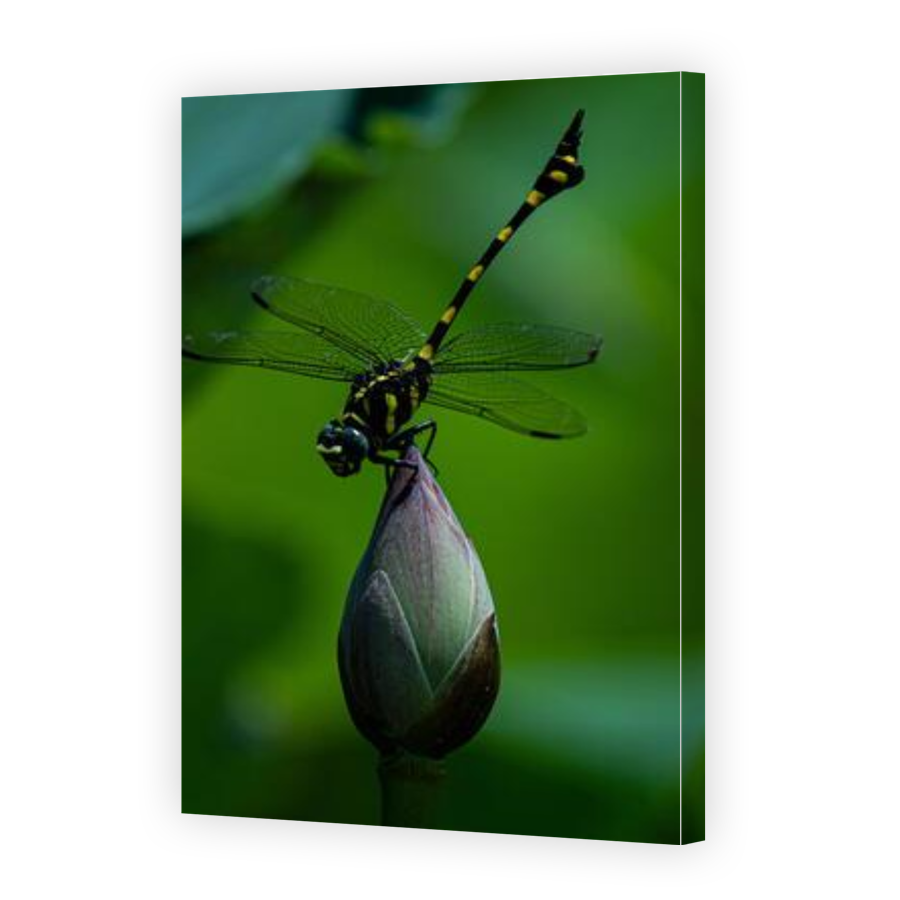 Thumbnail for Canvas - Gallery Canvas Wrap