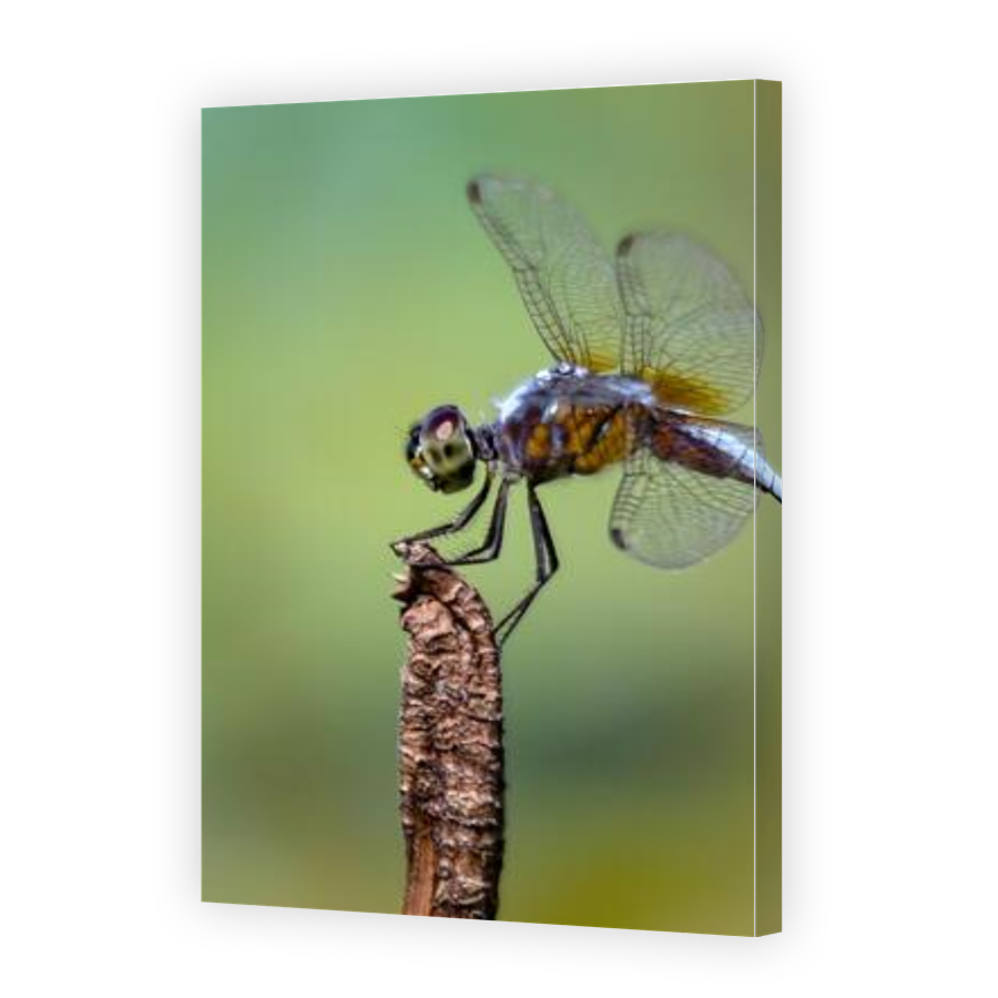 Thumbnail for Canvas - Gallery Canvas Wrap