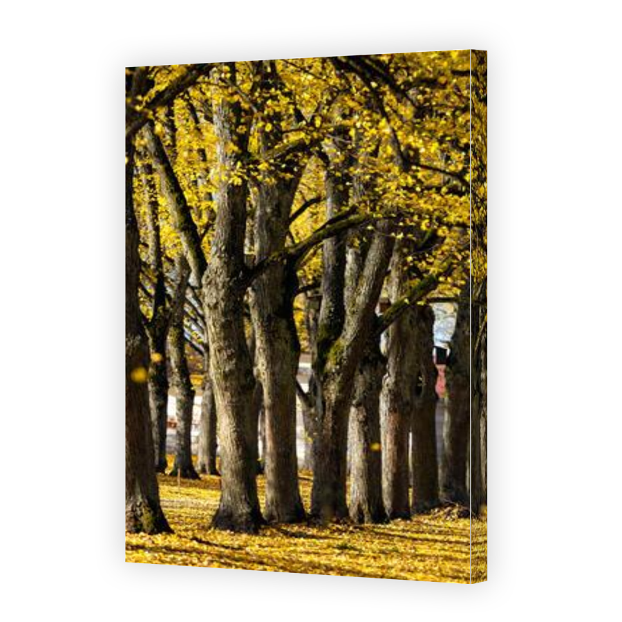 Thumbnail for Canvas - Gallery Canvas Wrap
