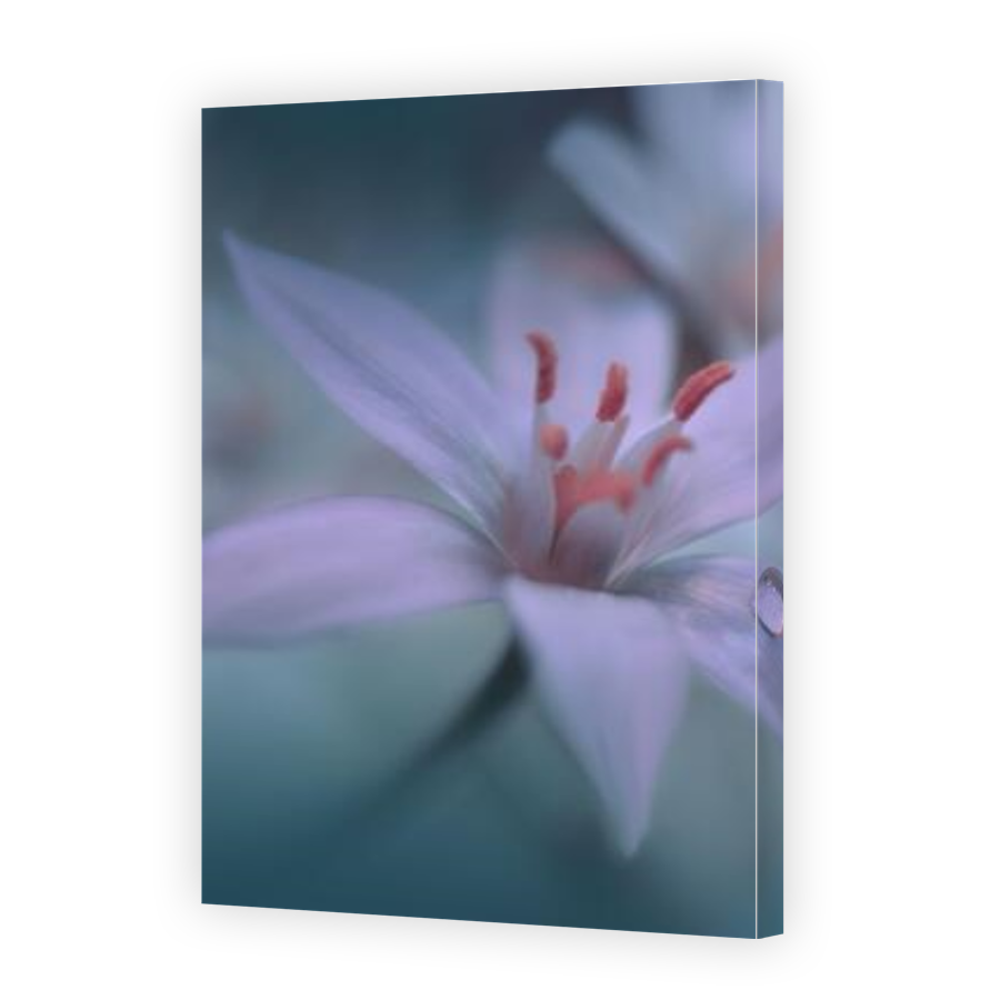 Thumbnail for Canvas - Gallery Canvas Wrap