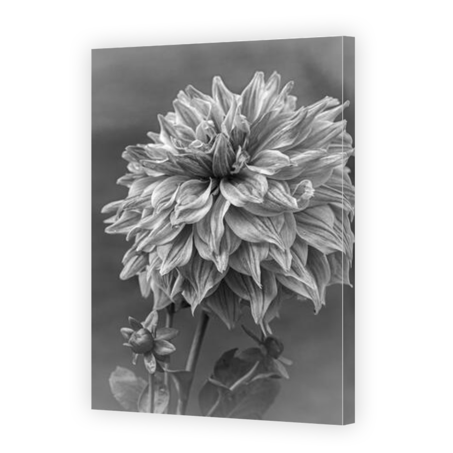 Thumbnail for Canvas - Gallery Canvas Wrap