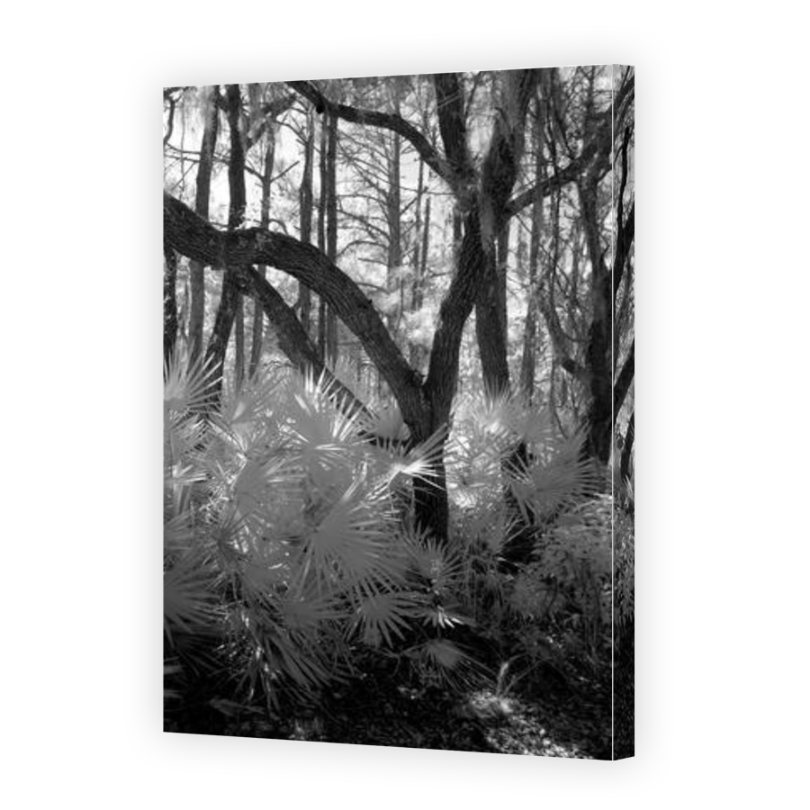 Thumbnail for Canvas - Gallery Canvas Wrap