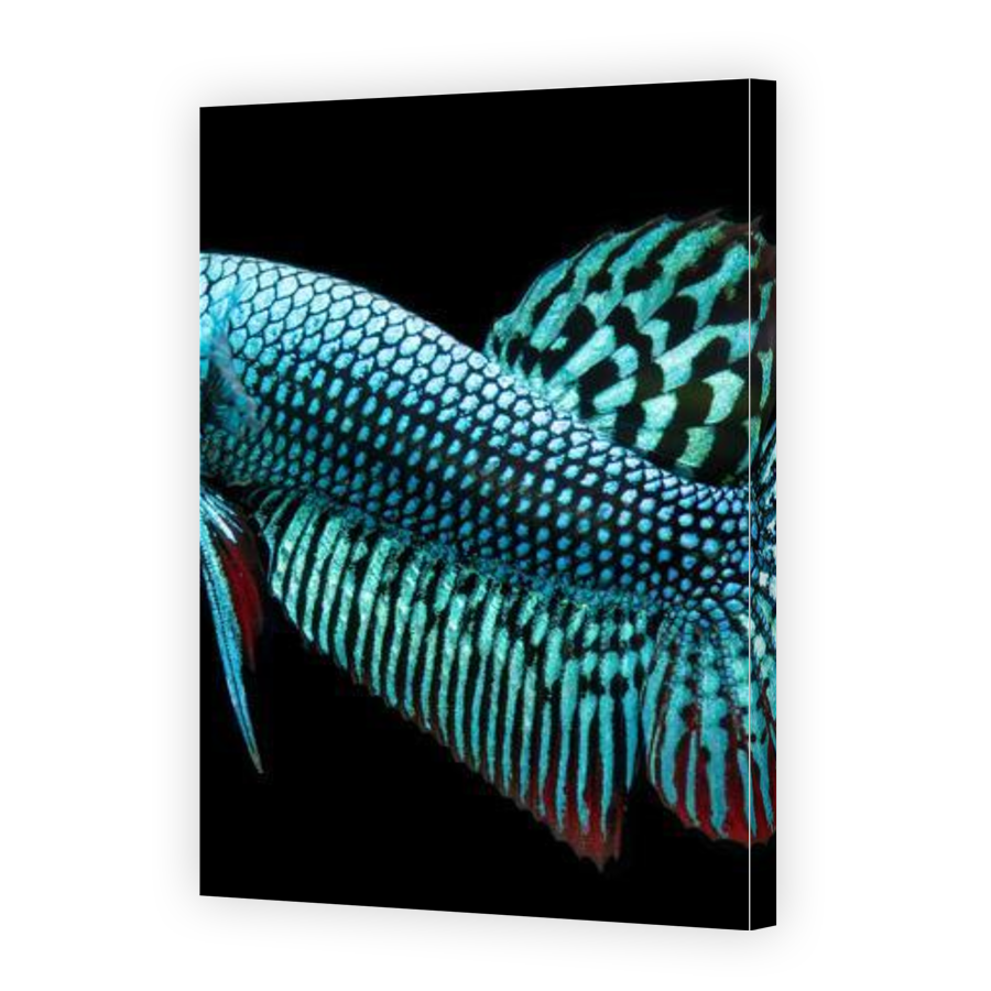 Thumbnail for Canvas - Gallery Canvas Wrap