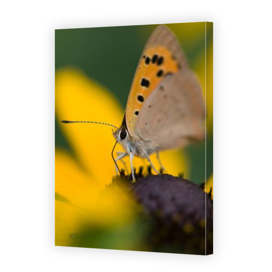 Thumbnail for Canvas - Gallery Canvas Wrap