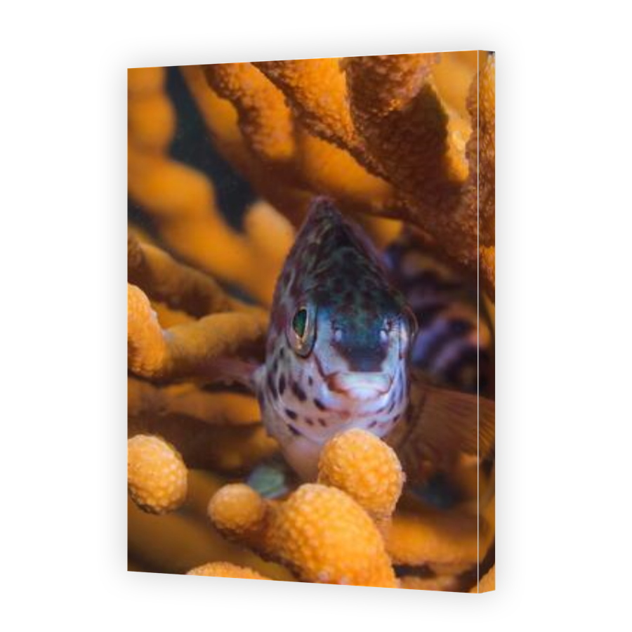 Thumbnail for Canvas - Gallery Canvas Wrap