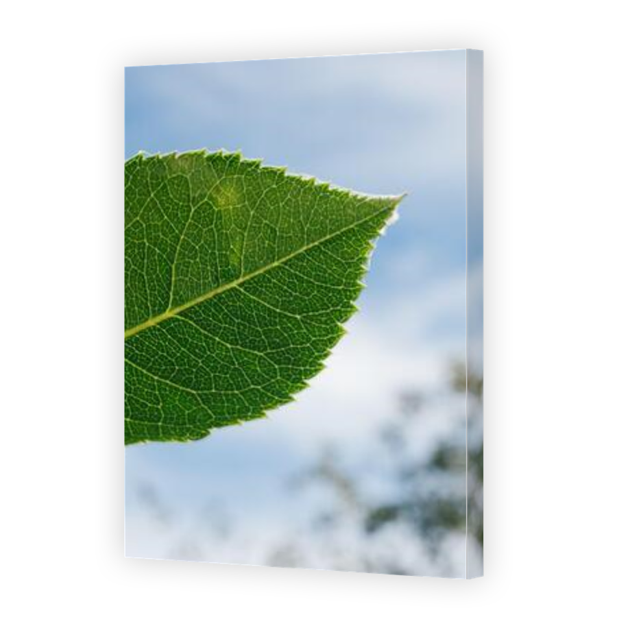 Thumbnail for Canvas - Gallery Canvas Wrap