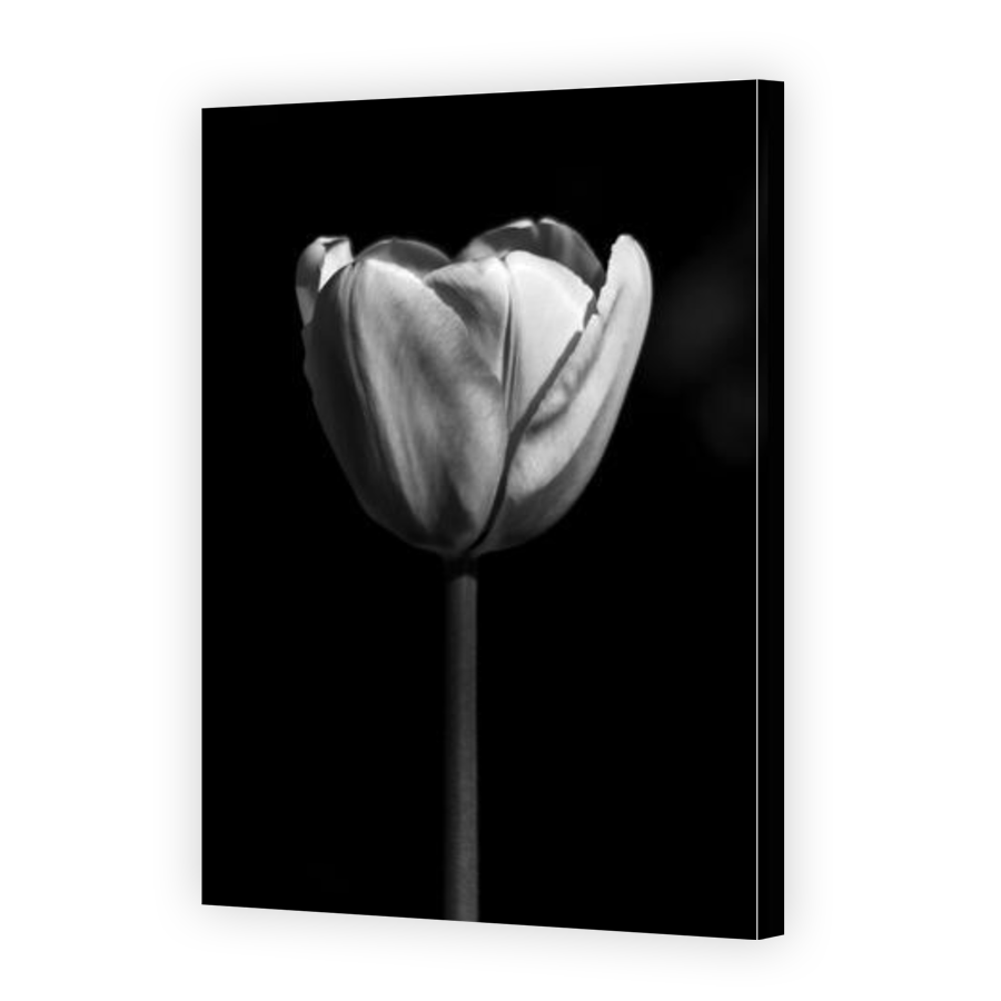 Thumbnail for Canvas - Gallery Canvas Wrap