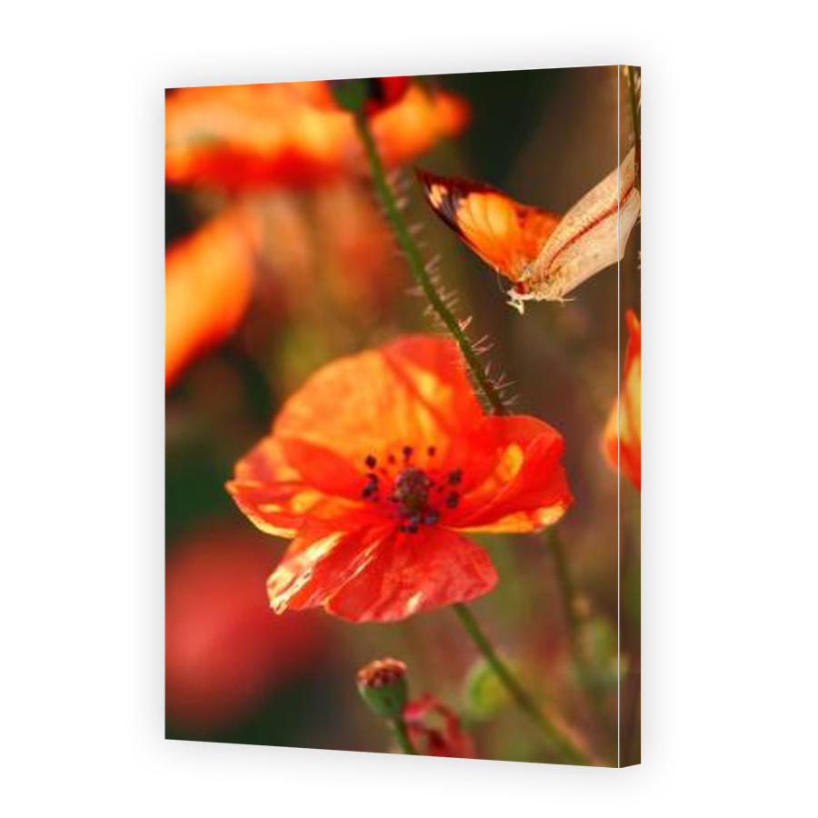Thumbnail for Canvas - Gallery Canvas Wrap