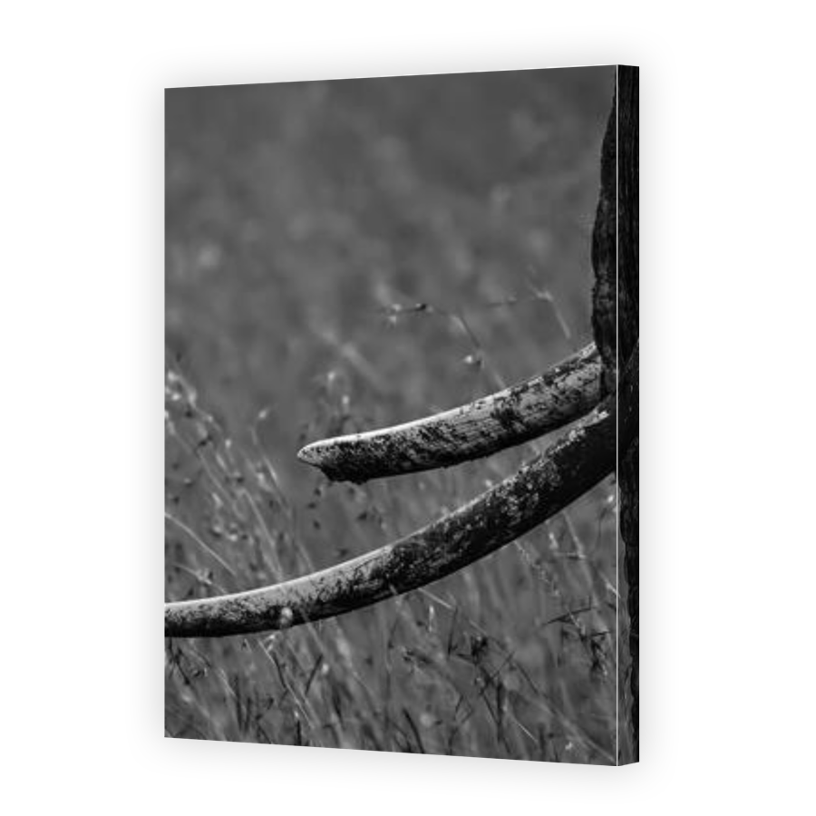 Thumbnail for Canvas - Gallery Canvas Wrap
