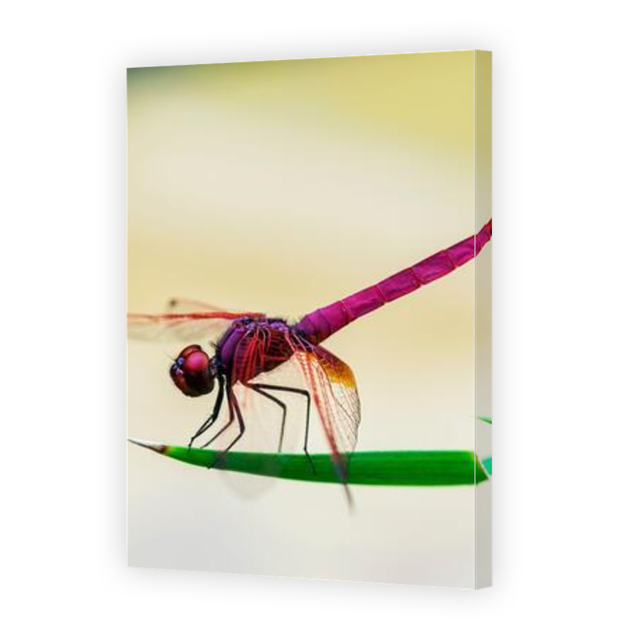 Thumbnail for Canvas - Gallery Canvas Wrap