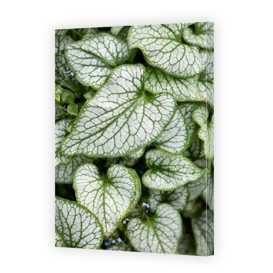 Thumbnail for Canvas - Gallery Canvas Wrap