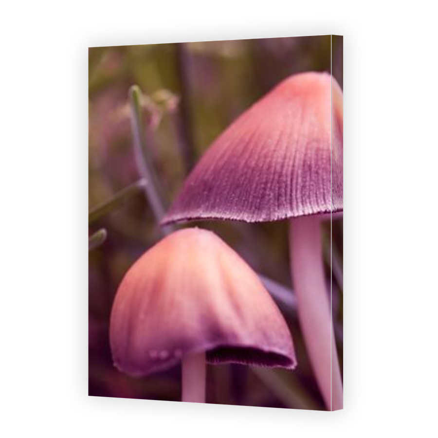 Thumbnail for Canvas - Gallery Canvas Wrap