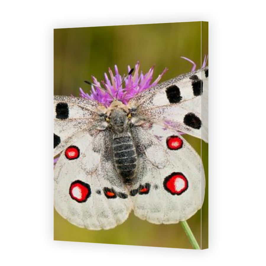 Thumbnail for Canvas - Gallery Canvas Wrap