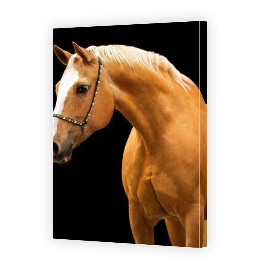 Thumbnail for Canvas - Gallery Canvas Wrap