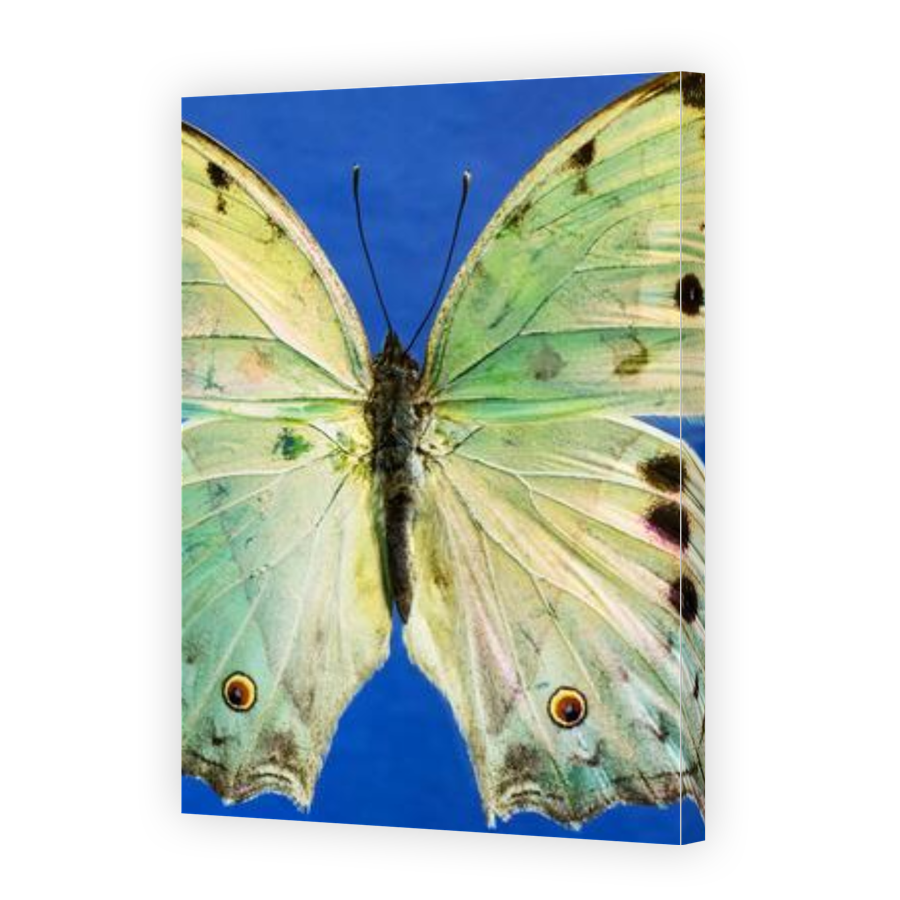 Thumbnail for Canvas - Gallery Canvas Wrap