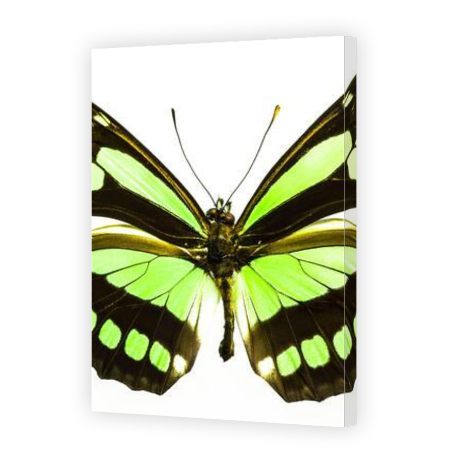Thumbnail for Canvas - Gallery Canvas Wrap