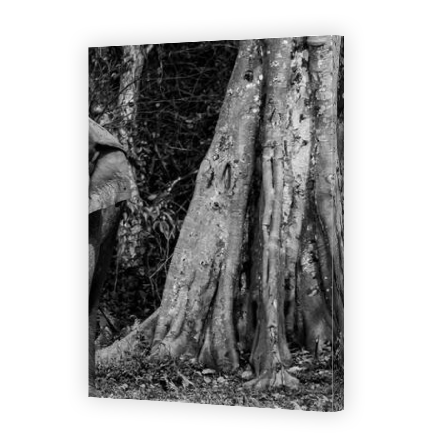 Thumbnail for Canvas - Gallery Canvas Wrap