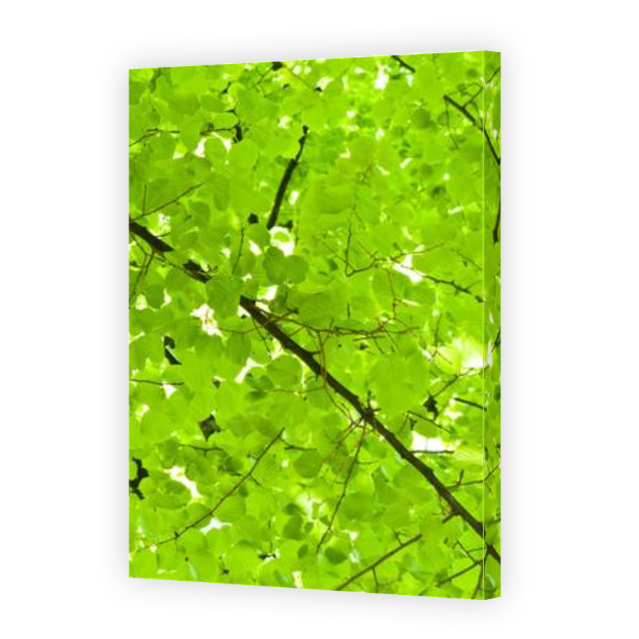 Thumbnail for Canvas - Gallery Canvas Wrap
