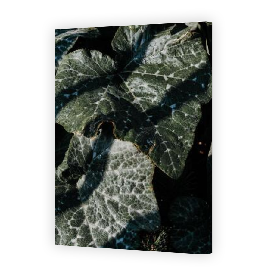 Thumbnail for Canvas - Gallery Canvas Wrap