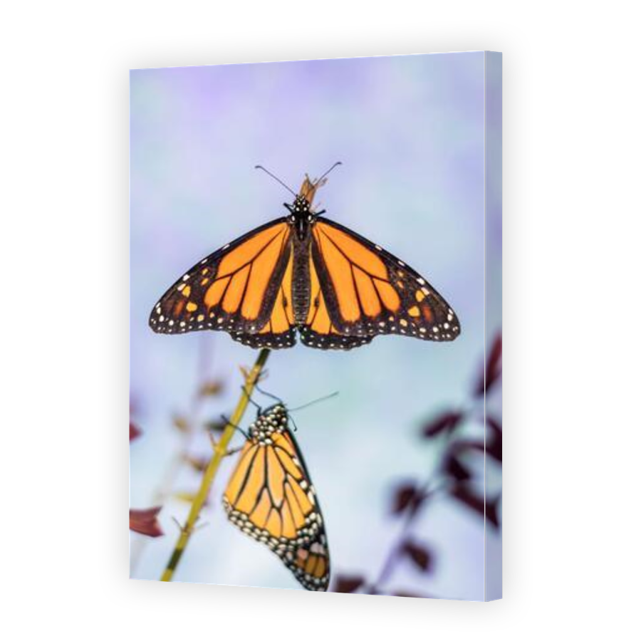Thumbnail for Canvas - Gallery Canvas Wrap