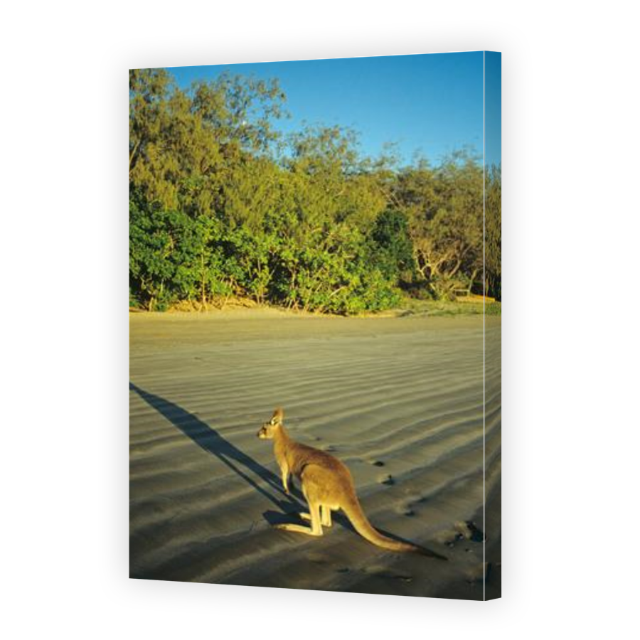 Thumbnail for Canvas - Gallery Canvas Wrap
