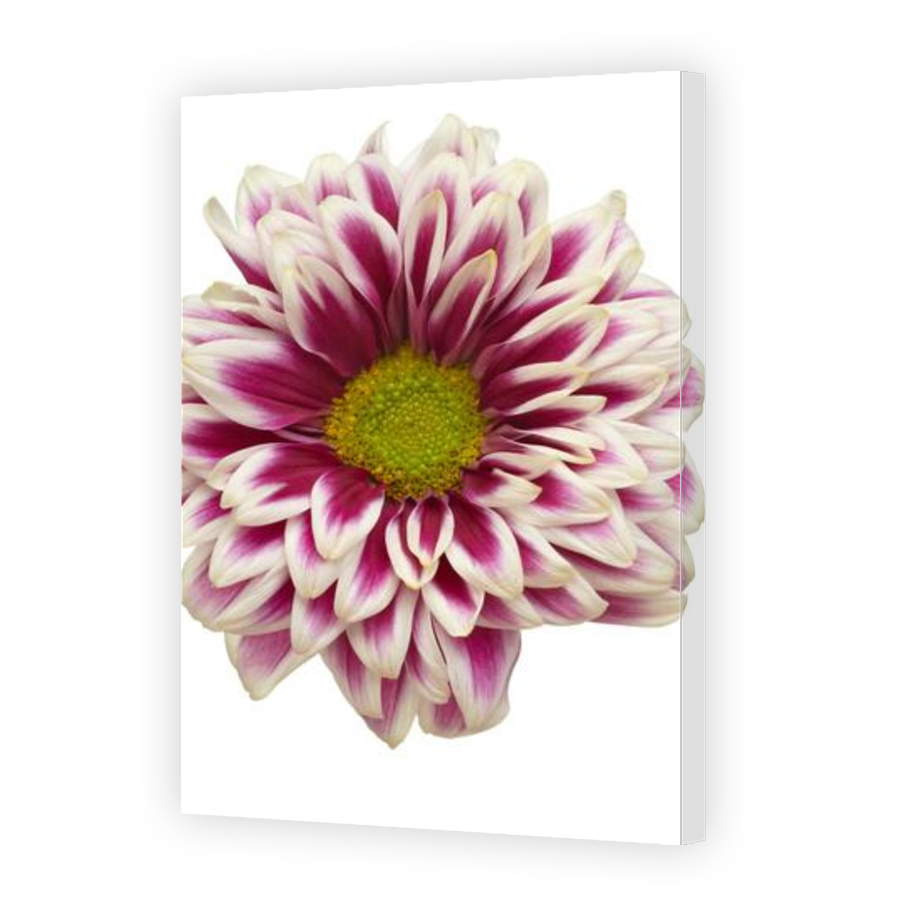 Thumbnail for Canvas - Gallery Canvas Wrap