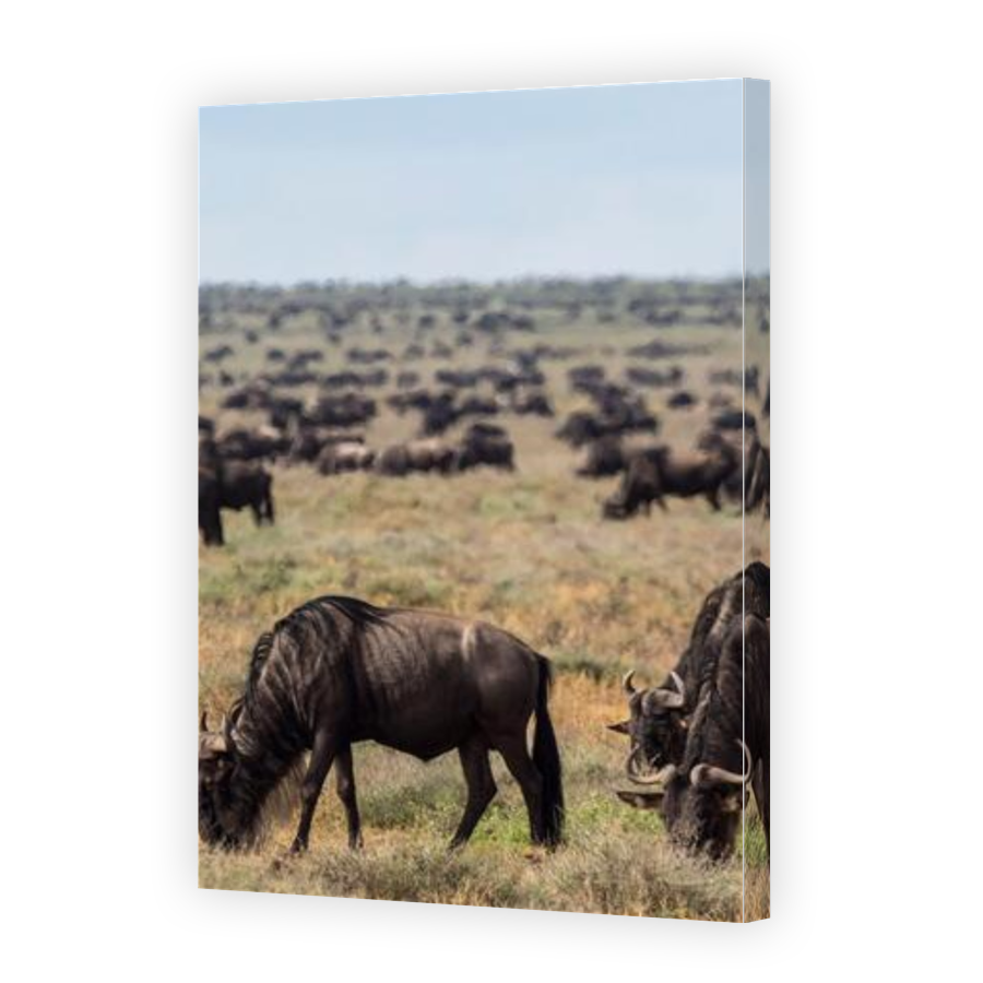 Thumbnail for Canvas - Gallery Canvas Wrap