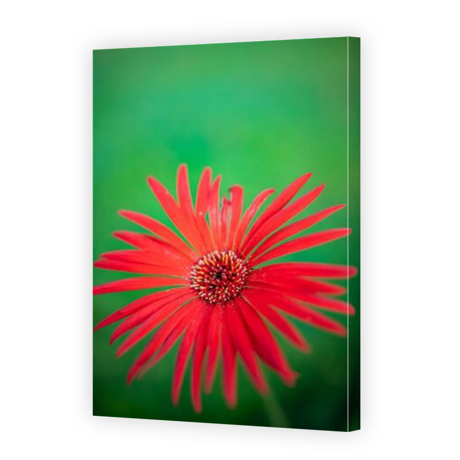 Thumbnail for Canvas - Gallery Canvas Wrap