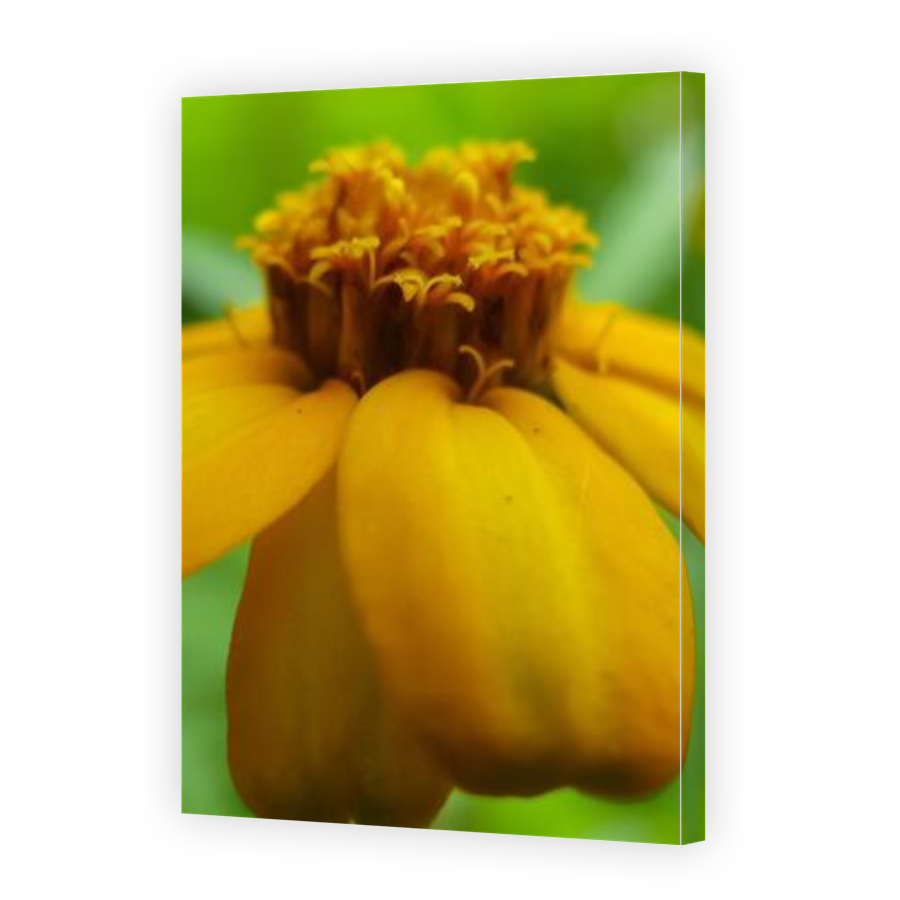 Thumbnail for Canvas - Gallery Canvas Wrap