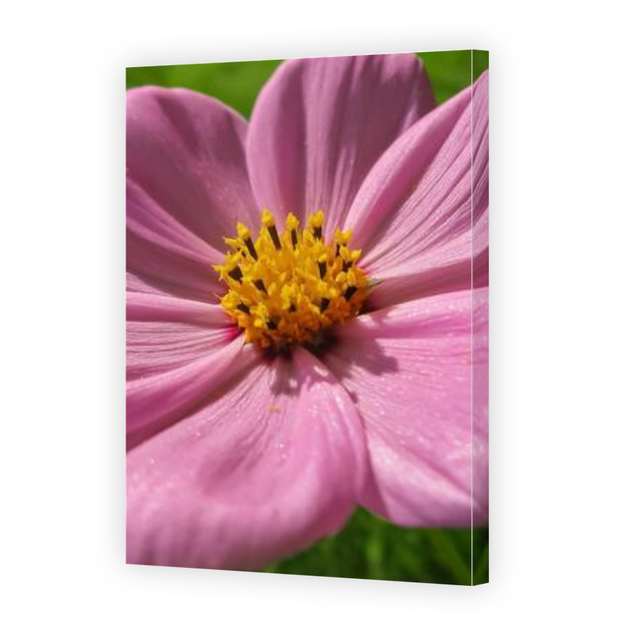 Thumbnail for Canvas - Gallery Canvas Wrap