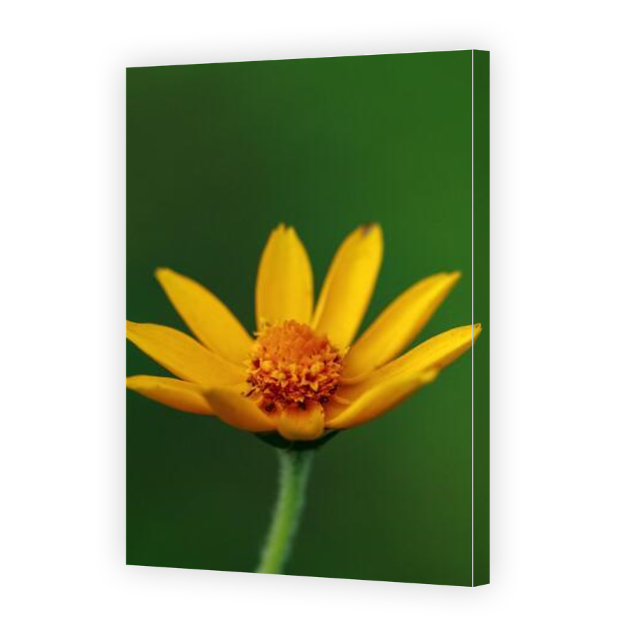 Thumbnail for Canvas - Gallery Canvas Wrap