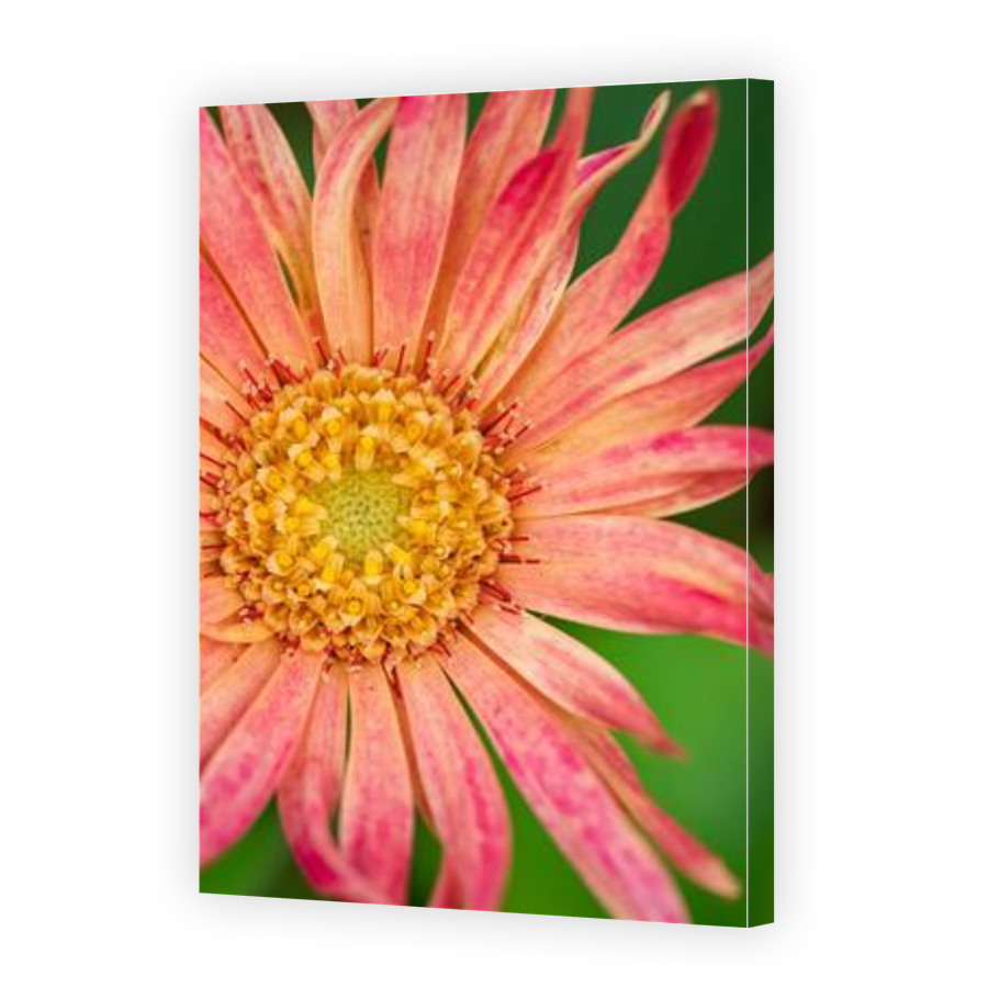 Thumbnail for Canvas - Gallery Canvas Wrap