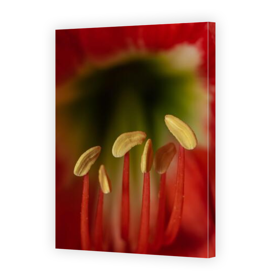 Thumbnail for Canvas - Gallery Canvas Wrap
