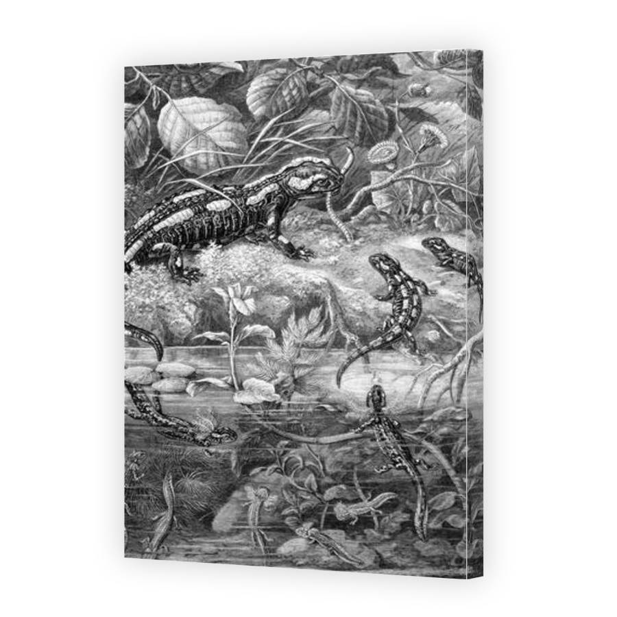 Thumbnail for Canvas - Gallery Canvas Wrap