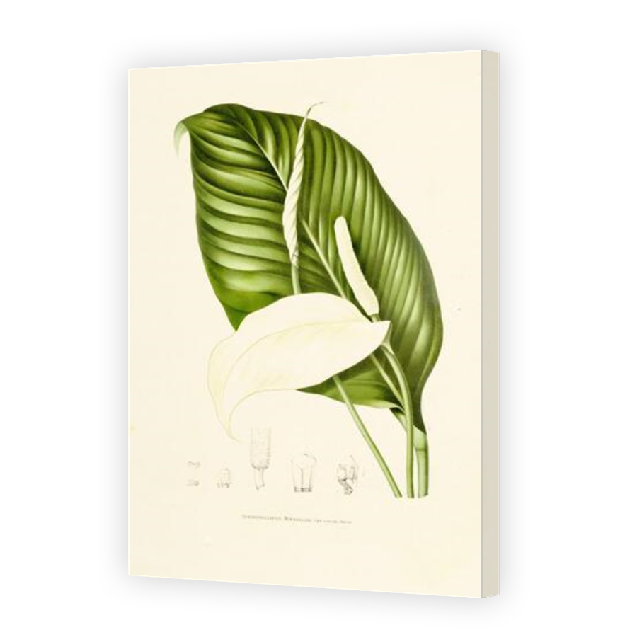 Thumbnail for Canvas - Gallery Canvas Wrap