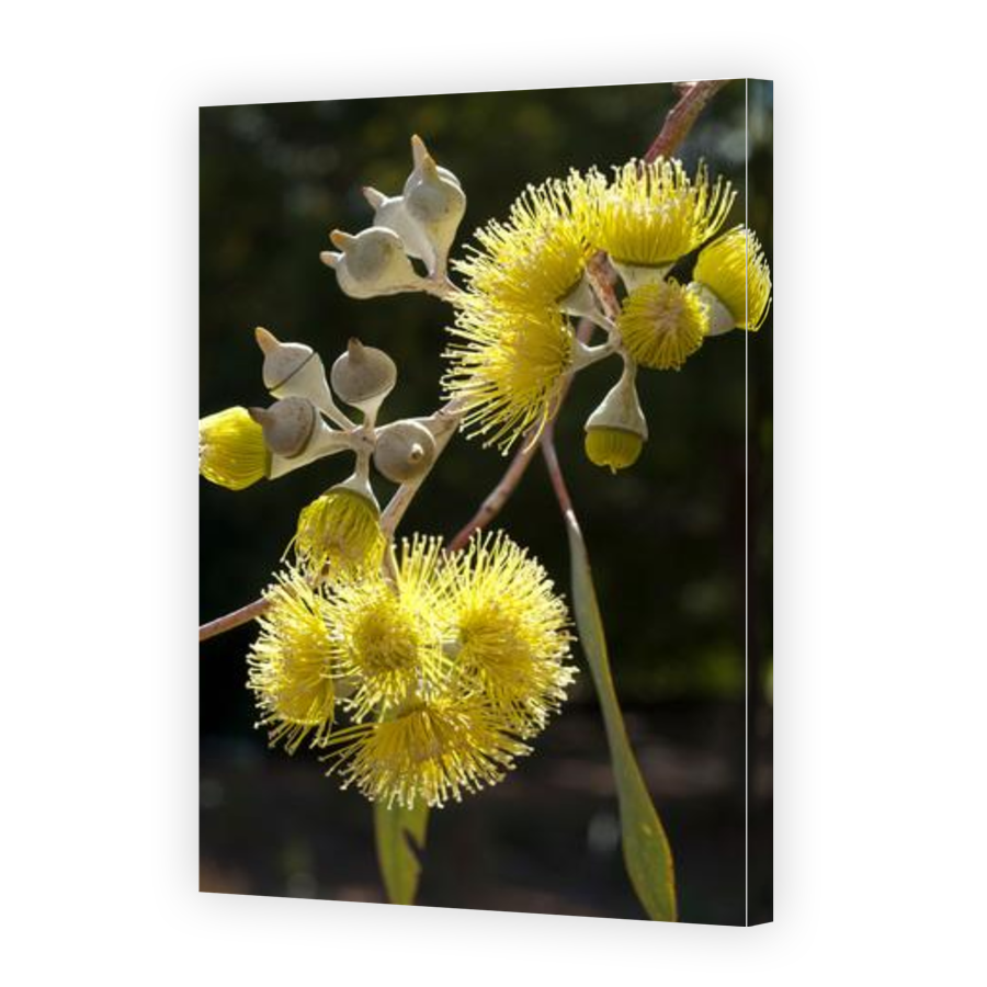 Thumbnail for Canvas - Gallery Canvas Wrap