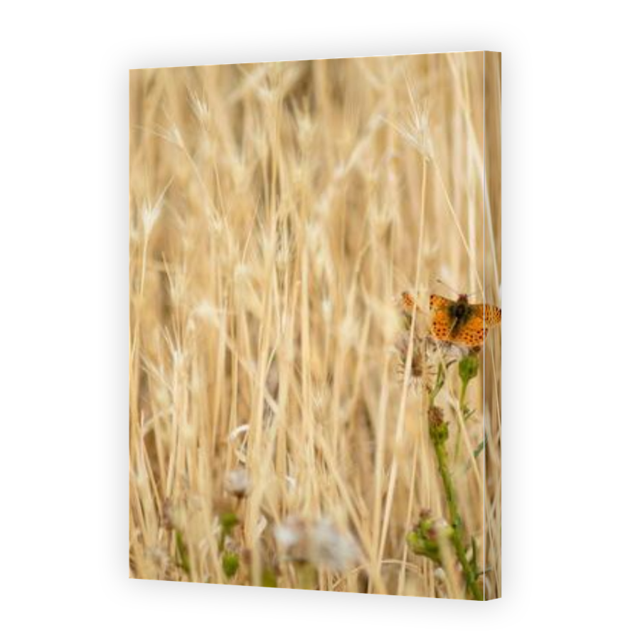 Thumbnail for Canvas - Gallery Canvas Wrap