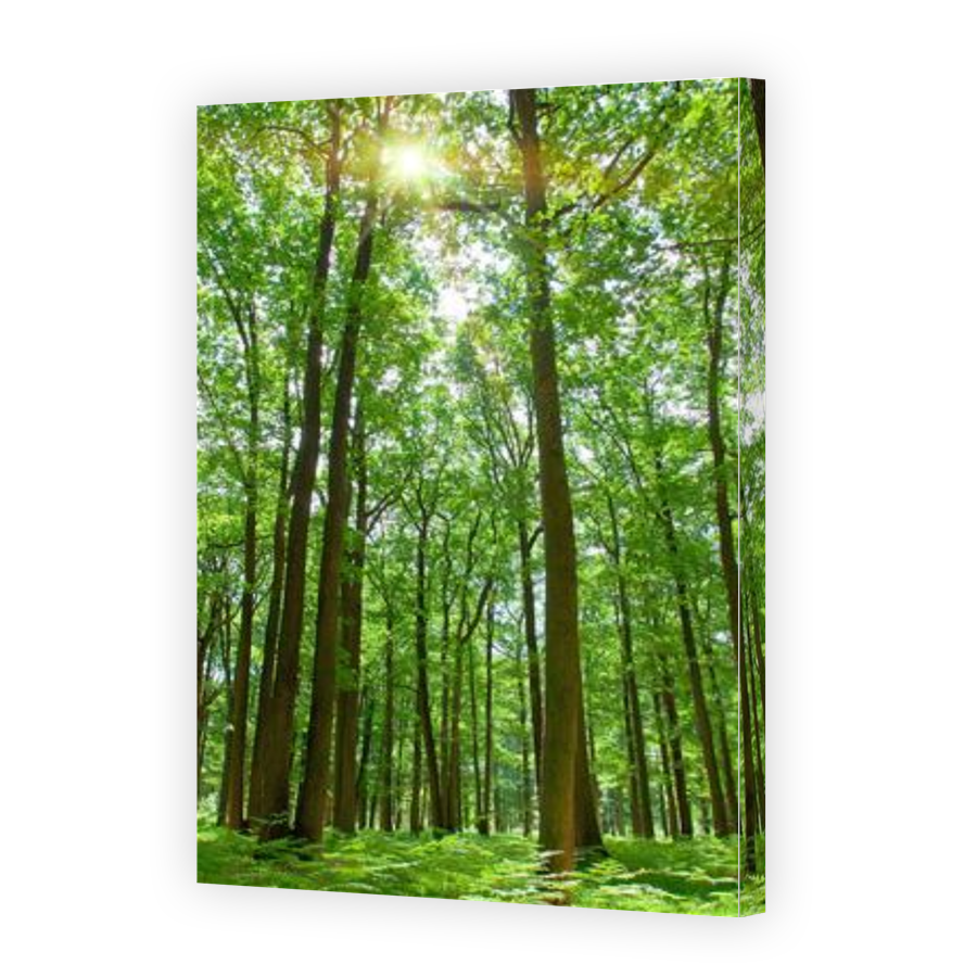 Thumbnail for Canvas - Gallery Canvas Wrap
