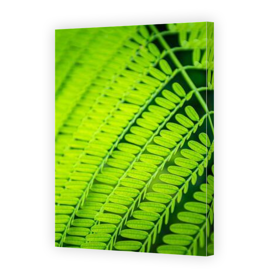 Thumbnail for Canvas - Gallery Canvas Wrap