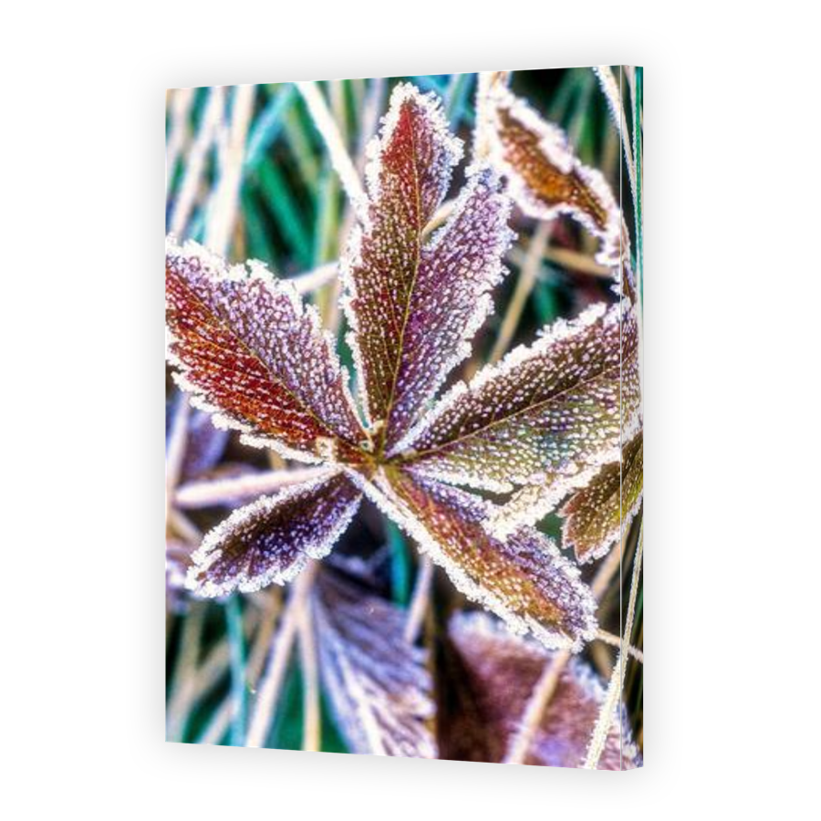 Thumbnail for Canvas - Gallery Canvas Wrap