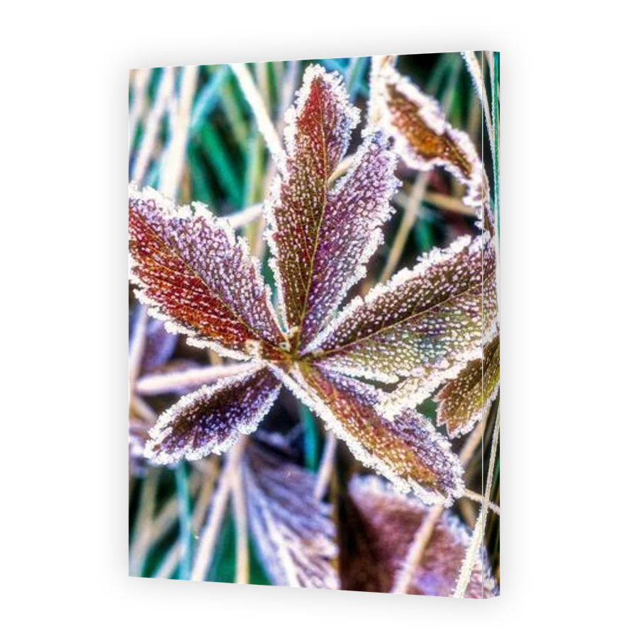 Thumbnail for Canvas - Gallery Canvas Wrap