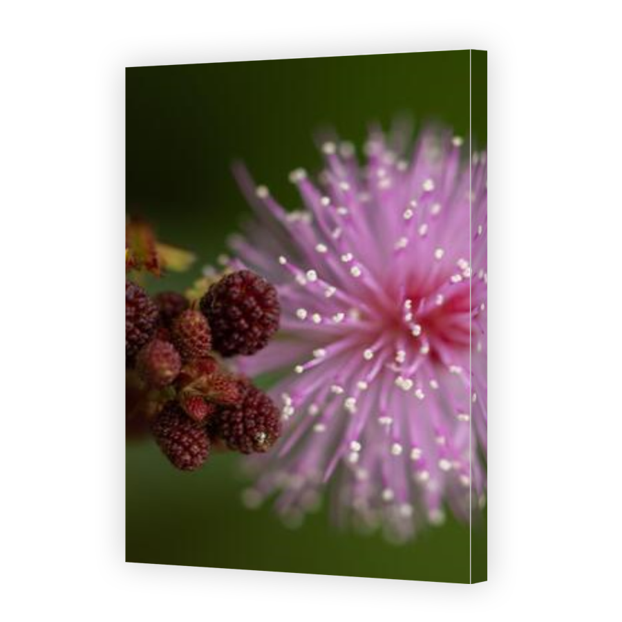 Thumbnail for Canvas - Gallery Canvas Wrap