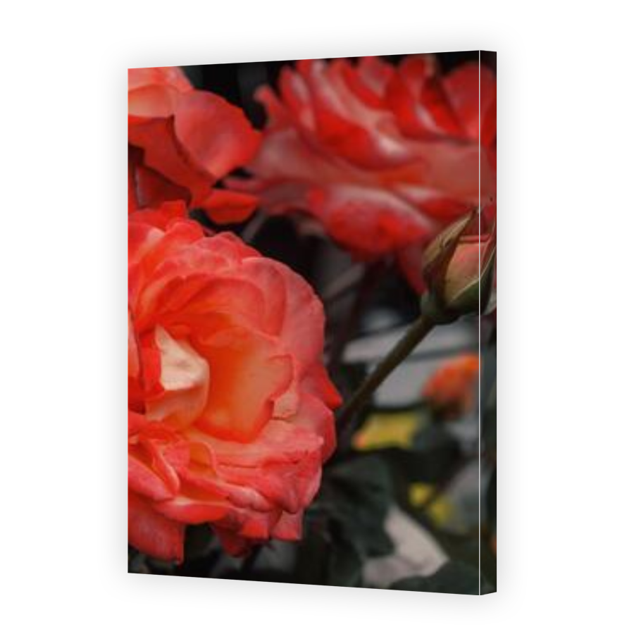 Thumbnail for Canvas - Gallery Canvas Wrap